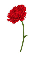 Beautiful Red Carnation Isolated On White Background.