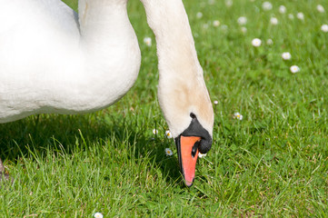 A swan is eating grass