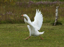 Close Up Of A White Goose