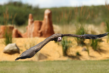 Close Up Of A Turkey Vulture In Flight