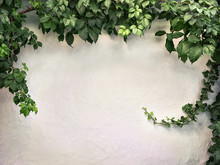 Climbing Plant On The White Plaster Walls
