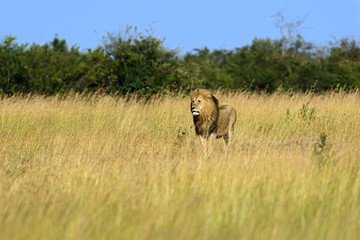 Wall Mural - Lion Masai Mara