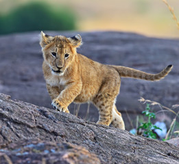 Poster - Lion Masai Mara