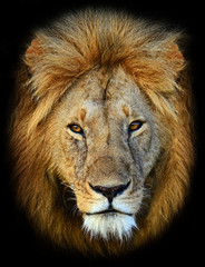 Wall Mural - Masai Mara Lions
