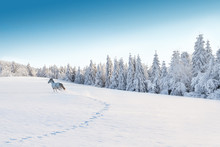 White Horse Running In Winter Landscape