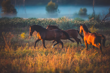 Canvas Print - horse