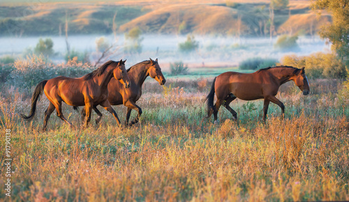 Naklejka na meble horse