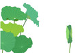 Lotus leaves vector illustration