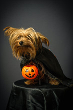 Portrait Of Dog In Disguise For Halloween