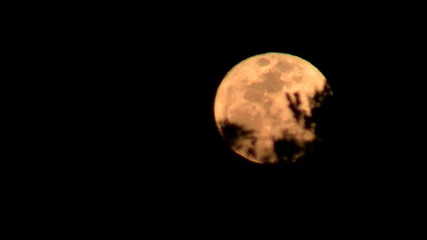 an orange moon rises behind trees in a forest.