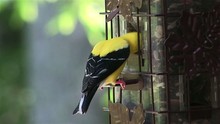 A Goldfinch At A Bird Feeder.