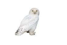 White Owl