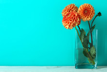  Dahlia In A Vase On Blue Background
