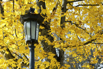 Wall Mural - Lantern against background of yellow maple leaves
