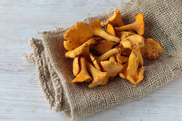 Wall Mural - Cantharellus mushrooms