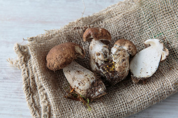 Wall Mural - Boletus mushrooms