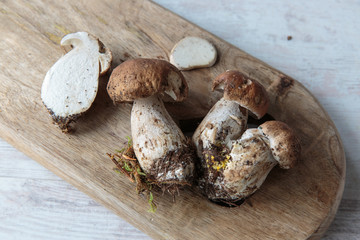 Wall Mural - Boletus mushrooms