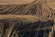 Ploughed Field With Dark Earth And Curved Tracks