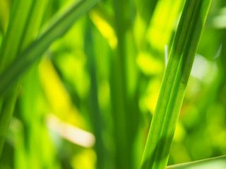 Poster - the grass in the forest