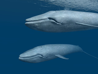 Canvas Print - Blue Whales