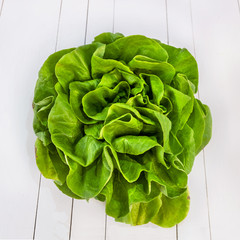 Butterhead salad isolated on white table