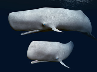 Canvas Print - Two Sperm Whales