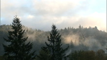 Clouds & Trees In Humbot State Redwood Forest