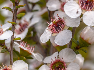 Sticker - Group of manuka flowers