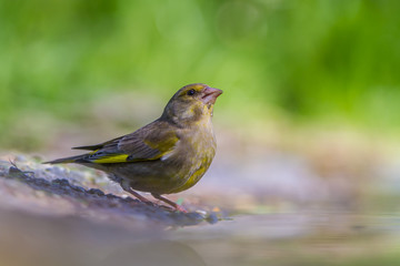 Sticker - Male Greenfinch