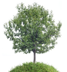 chestnut tree cutout