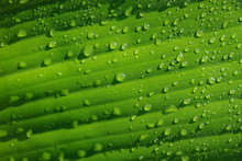 Water Drops On Green Banana Leaves