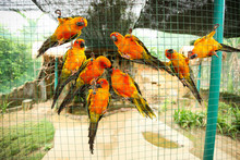 Sun Conure Parrots In Aviary
