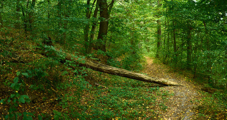 fallen tree in the forest