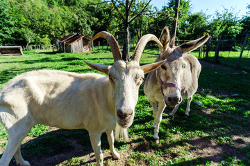 Emotional portrait of horned goat