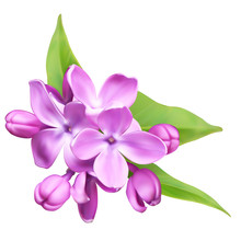 Purple Syringa (lilac) Flowers
