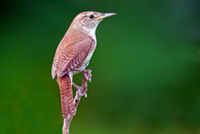 A House Wren Perched On A Stick