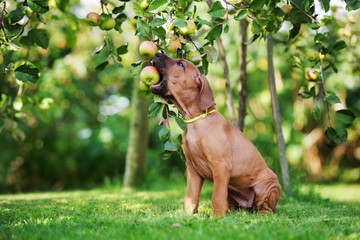 ridgeback puppy eating an apple from the tree