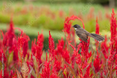 Fotografie, Obraz Beautiful Cockscomb red flowers in the field with bird on the top of it