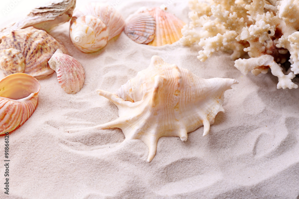 Beautiful seashells on sand background