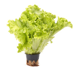 Fresh lettuce in flowerpot