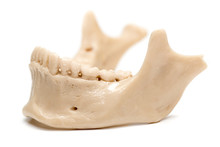 Human Jaw On A White Background