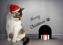 Xmas Congratulate Concept, Funny Cat With Santa Hat And Gift