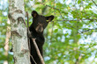 Young Black Bear (Ursus americanus) Looks Down From Tree