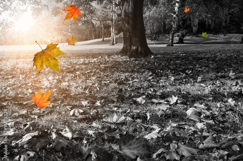 Naklejka na szybę Fallende Blätter und herbstlicher Park in Schwarzweiß