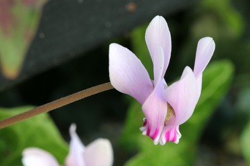 Wall Mural - Wild cyclamen