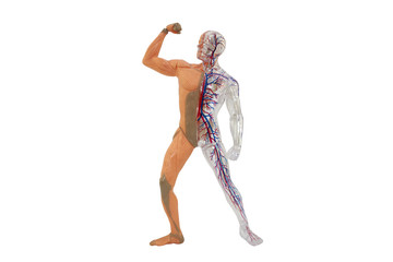 isolated human anatomy model. isolated human body model toy.