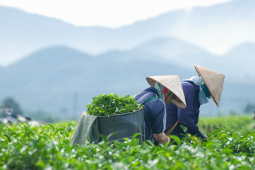 Workers are harvesting tea in plantation in Dalat, Vietnam. Dalat city is Vietnam's largest vegetable and flowers growing area. Dalat is one of the best tourist city in Vietnam.