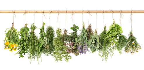 Poster - Herbs hanging isolated on white. basil, rosemary, thyme, dandeli