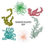 Collection of marine plants, leaves and seaweed. Vintage set of colorful hand drawn marine flora. Isolated vector illustration.Design for summer beach, decorations.