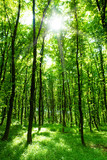 Fototapeta Fototapeta las, drzewa - beautiful green forest